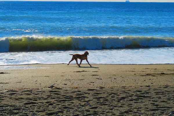 Hund am Strand — Stockfoto