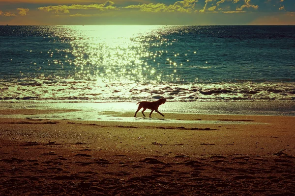 Köpek sahilde koşuyor. — Stok fotoğraf