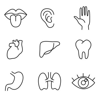 İnsan vücut parçaları, organlar - vektör doğrusal simge seti.
