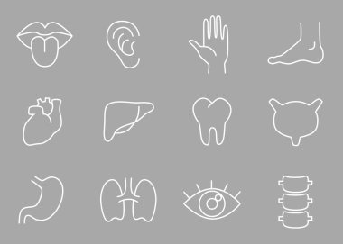 İnsan vücut parçaları, organlar - vektör doğrusal simge seti.