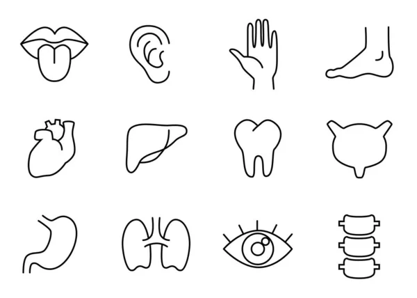 İnsan vücut parçaları, organlar - vektör doğrusal simge seti.