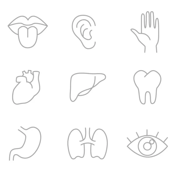 Menselijke Lichaamsdelen Organen Vectorlineaire Icoon Set Vectorbeelden