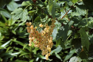 Altın çilek çelenkleri yeşil yaprakların arasında bir dalda asılı.