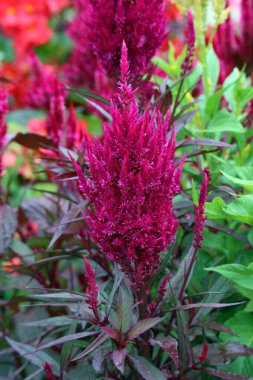 Pofuduk mor Celosia argentea plumosa çiçekleri