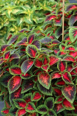 Kırmızı ve yeşil renklerde parlak dekoratif coleus çeşitleri