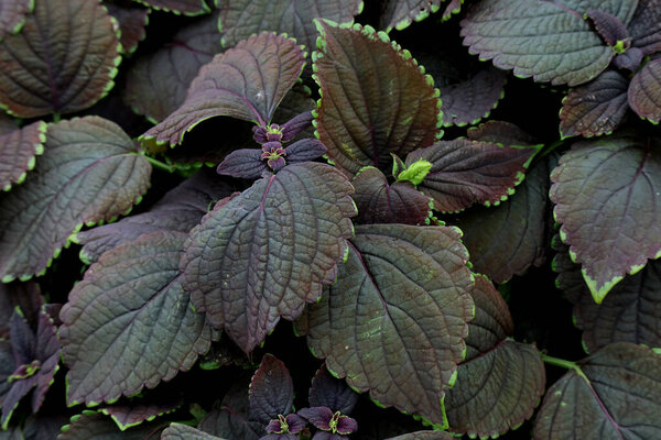 Dark foliage of the decorative coleus 'Black prince' variaty