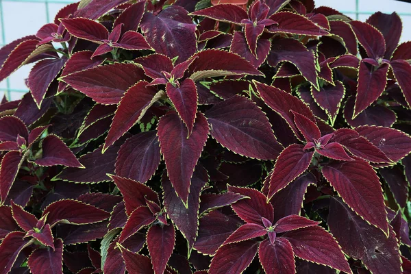 Het Dichte Gebladerte Van Rijke Kastanjebruine Kleur Van Decoratieve Tuinplant — Stockfoto