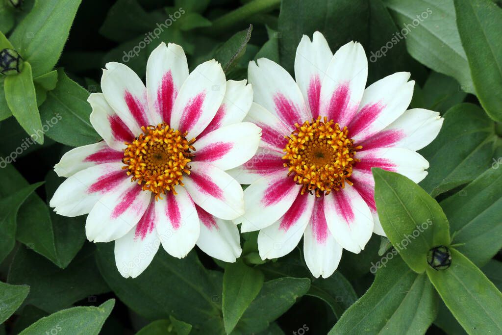 Two beautiful white flowers with a bright coral-pink star in the center of the zinnia marylandica of the 'zahara starlight rose' variety among the green foliage in the summer garden