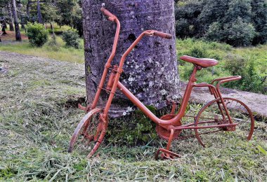 Pernambuco, Brezilya 'nın Garanhuns şehrinin kırsalında bir palmiye ağacının altında unutulmuş bir bisiklet.