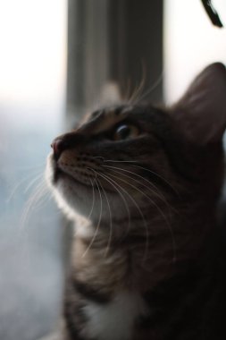 Pencereden dışarı bakan güzel bir tekir kedinin portresi