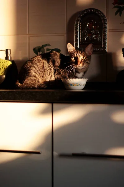 Домашня Кішка Променях Сонця Сидить Столі Їсть Миски — стокове фото