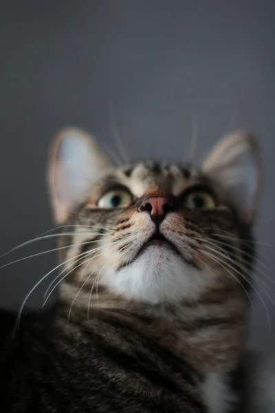 Retrato Guapo Gato Tabby Mirando Hacia Arriba Curiosamente — Foto de Stock