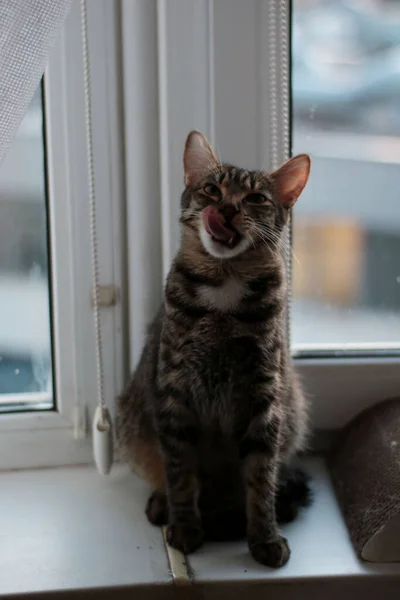 Piękny Tabby Dorosły Kot Liże Jego Usta Oczekiwaniu Obiad — Zdjęcie stockowe