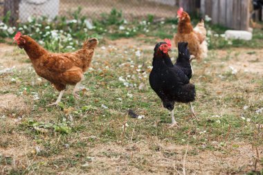 çim zemin üzerine doğada tavuk