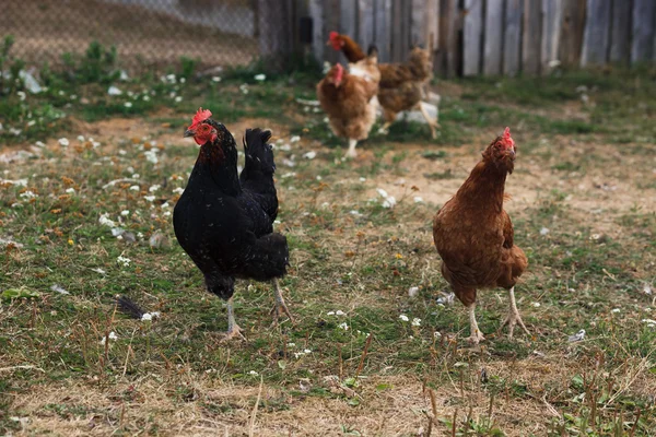 Pollo en la naturaleza sobre hierba fondo —  Fotos de Stock