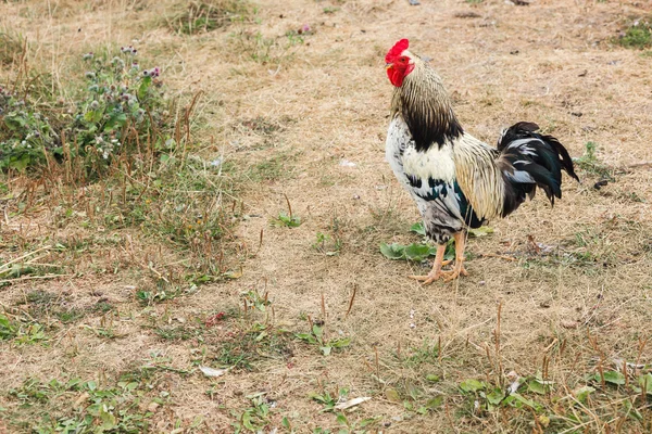Pollo en la naturaleza sobre hierba fondo —  Fotos de Stock