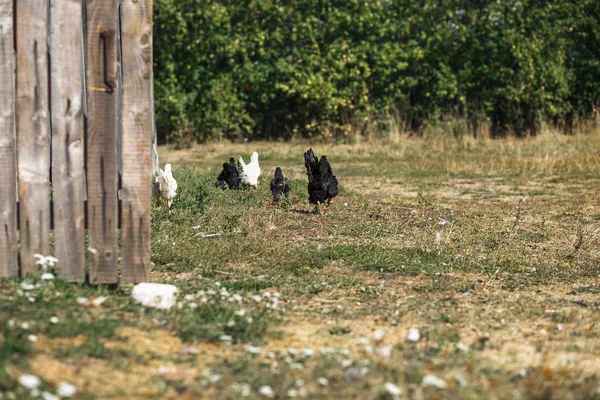 Pollos en la naturaleza sobre hierba fondo —  Fotos de Stock