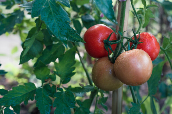 red and green tomatoes ripening on the branch in the garden