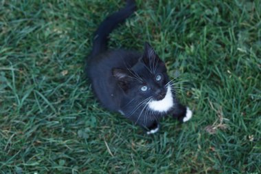 Beyaz pençeleri ile eğlenceli küçük siyah yavru kedi