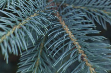 Şube mavi Ladin arka plan