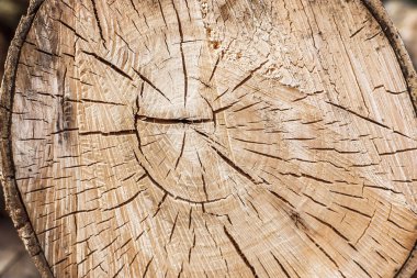 ağaç güdük arka plan