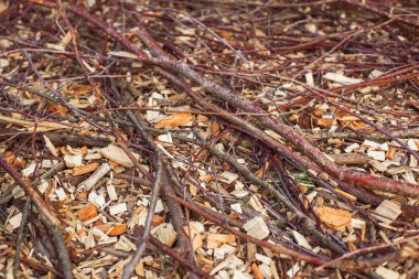 Huş ağacı dalları arka plan