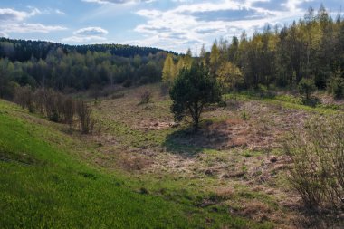 Kabarık beyaz bulutlar mavi gökyüzü ve orman