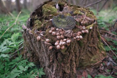 Eski çürümüş ağaç kütüğü moss ve beyaz Bahar Orman çiçekleri