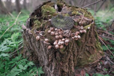 Eski çürümüş ağaç kütüğü moss ve beyaz Bahar Orman çiçekleri