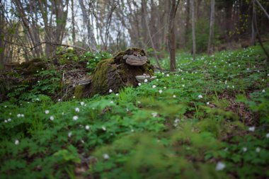 Eski çürümüş ağaç kütüğü moss ve beyaz Bahar Orman çiçekleri