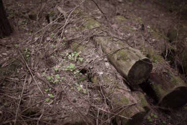 Ormanın içinde bir günlük