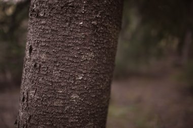 Ormanın içinde bir günlük