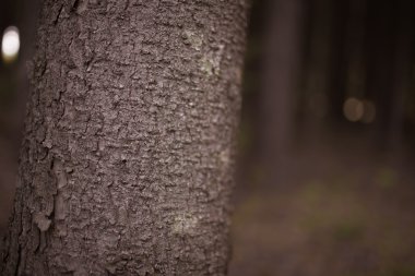 Ormanın içinde bir günlük