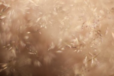 soyut çim ve çiçek için arka plan ve tasarım