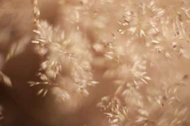 soyut çim ve çiçek için arka plan ve tasarım