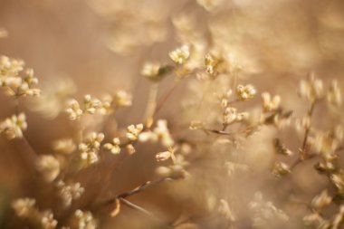 soyut çim ve çiçek için arka plan ve tasarım