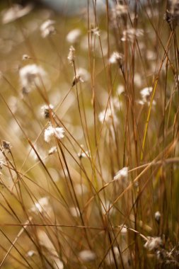 soyut çim ve çiçek için arka plan ve tasarım