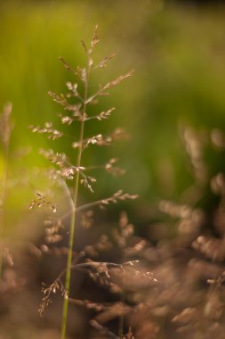 soyut çim ve çiçek için arka plan ve tasarım