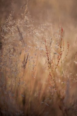 soyut çim ve çiçek için arka plan ve tasarım
