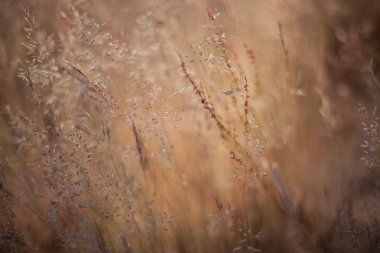 soyut çim ve çiçek için arka plan ve tasarım