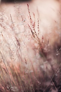 soyut çim ve çiçek için arka plan ve tasarım