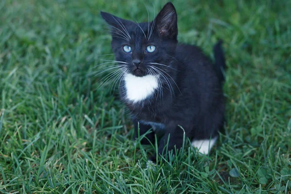 Игривый черный котенок с белыми лапами — стоковое фото