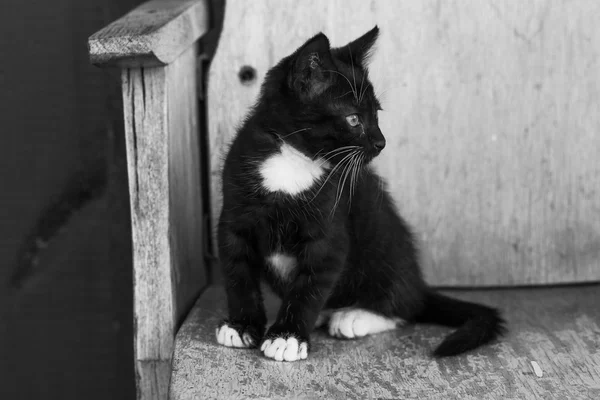 Pequeno gatinho preto brincalhão com patas brancas — Fotografia de Stock