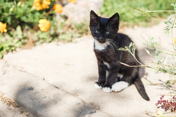 Playful little black kitten with white paws — Stock Photo, Image
