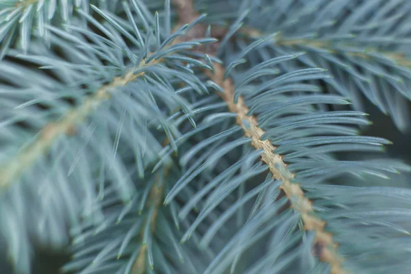 Gren blue spruce bakgrund — Stockfoto