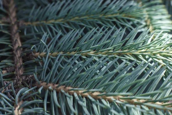 Ág blue spruce háttér — Stock Fotó