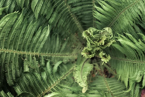 Яскравий зелений лісовий папороть — стокове фото