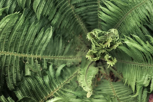 Ljusa gröna skogen fern — Stockfoto