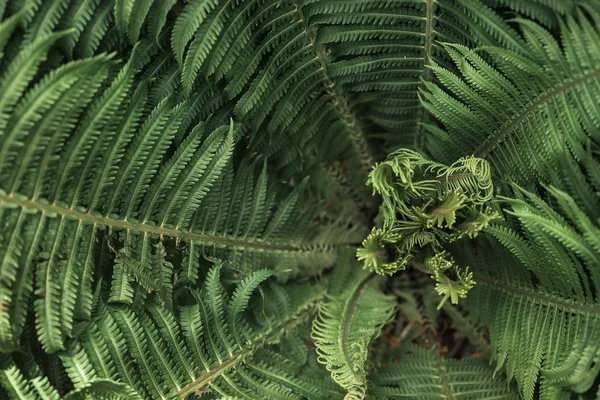 Ljusa gröna skogen fern — Stockfoto