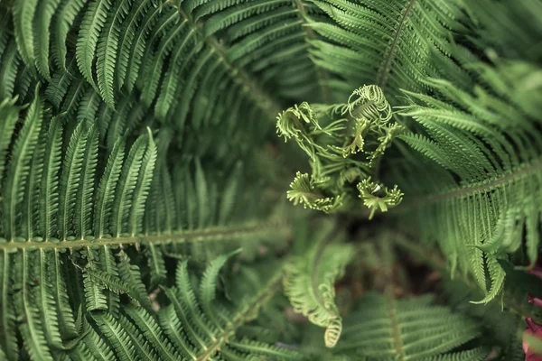 Яскравий зелений лісовий папороть — стокове фото